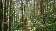 台東太麻里地區的臺灣杉人工林種植已超過40年歷史